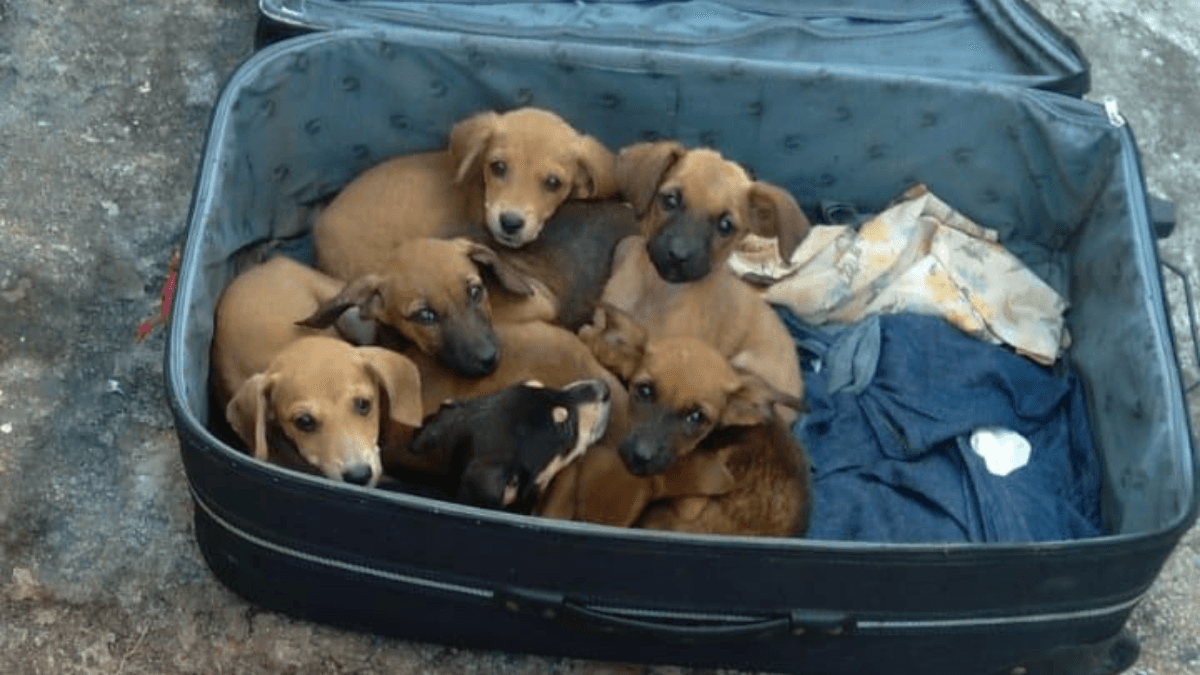 Filhotes De Cachorro S O Encontrados Abandonados Dentro De Mala Em Rio