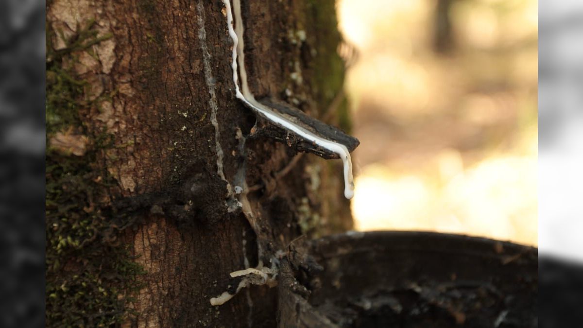 Brasil J Foi O Maior Produtor De Borracha Natural Do Mundo Band