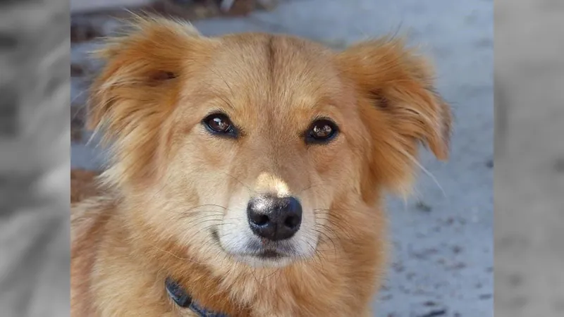 Prefeitura de Taubaté realiza vacinação antirrábica em cães e gatos