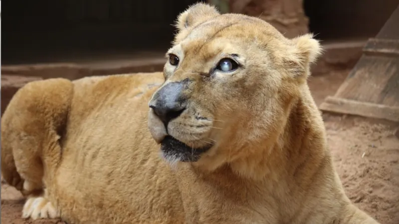 Animal já apresentava diversos problemas de saúde