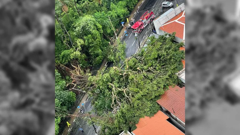 Análise diz que árvore que caiu no Bosque dos Jequitibás não tinha doenças