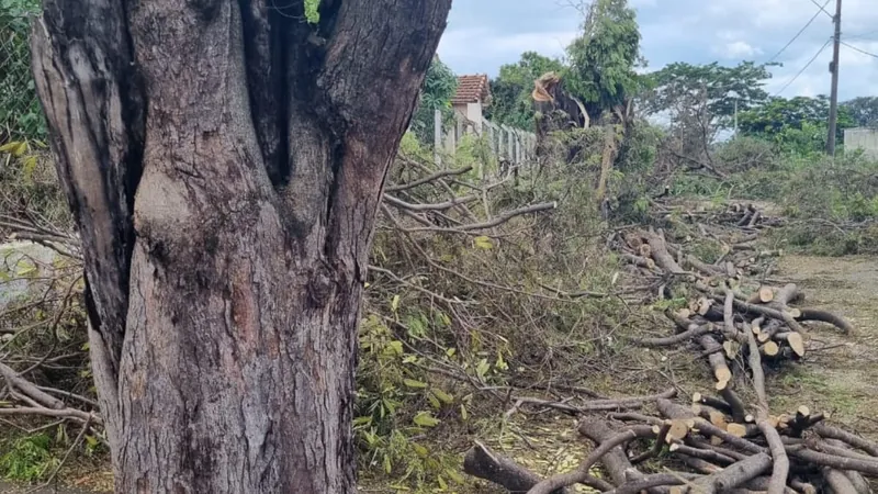 As árvores foram cortadas na cidade de Ibirá