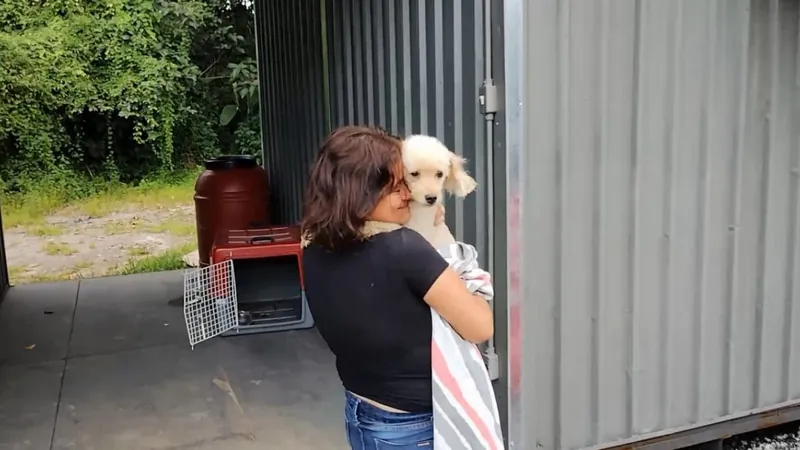 Cachorro resgatado no acostamento da Rio-Santos em Ubatuba