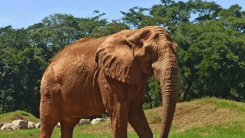 Zoológico de BH tem programação especial para comemorar os 64 anos