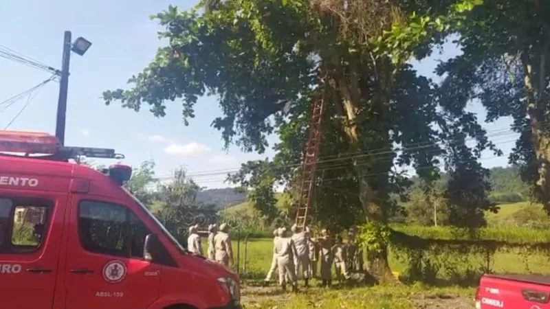 Piloto de parapente é resgatado ao ficar preso em árvore, em Barra Mansa