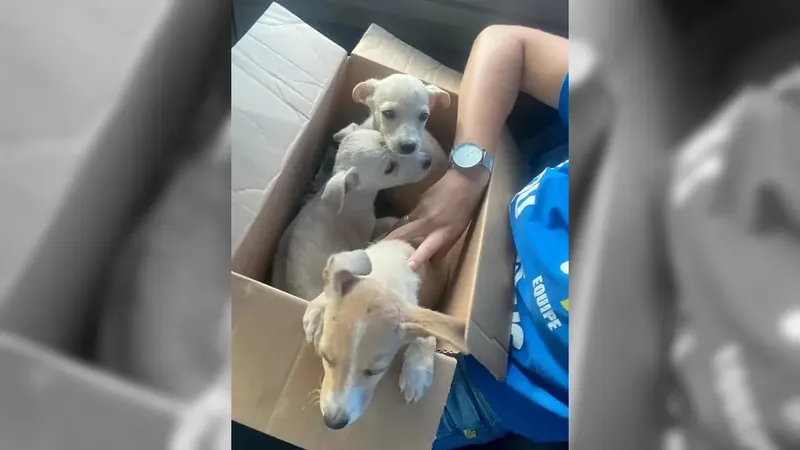 Em uma semana, dois casos de abandono de cachorros são registrados na Zona Oeste