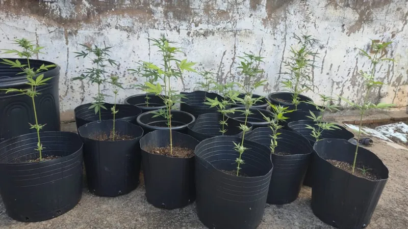 Plantação de maconha é encontrada em casa de bairro tradicional de Campinas