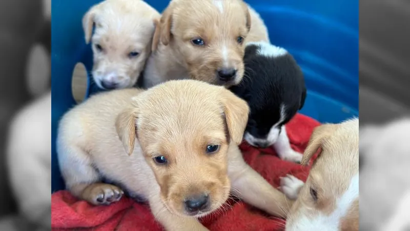 Taubaté realiza feira de adoções de cães e gatos nesta sexta-feira (27)