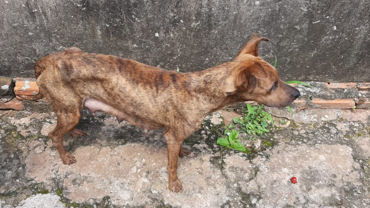 Filhotes vítimas de maus-tratos são resgatados tentando se amamentar em  cadela morta em MS, Mato Grosso do Sul
