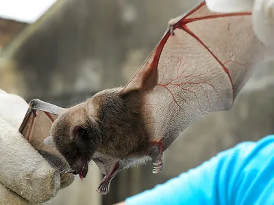 Piracicaba registra 3º caso de raiva em morcego neste ano 