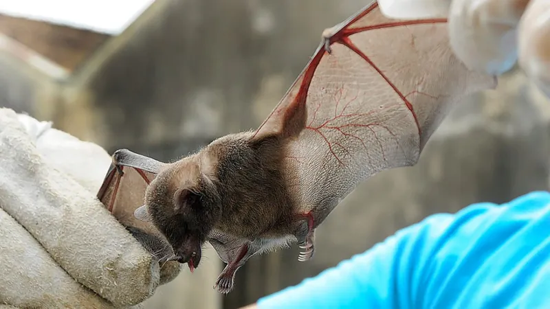 O morcego é um insetívoro