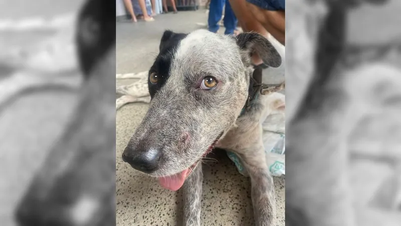 Cachorro baleado é o primeiro paciente do novo Hospital Veterinário