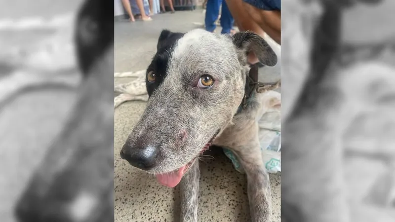 Cachorro é baleado na porta de casa em Realengo