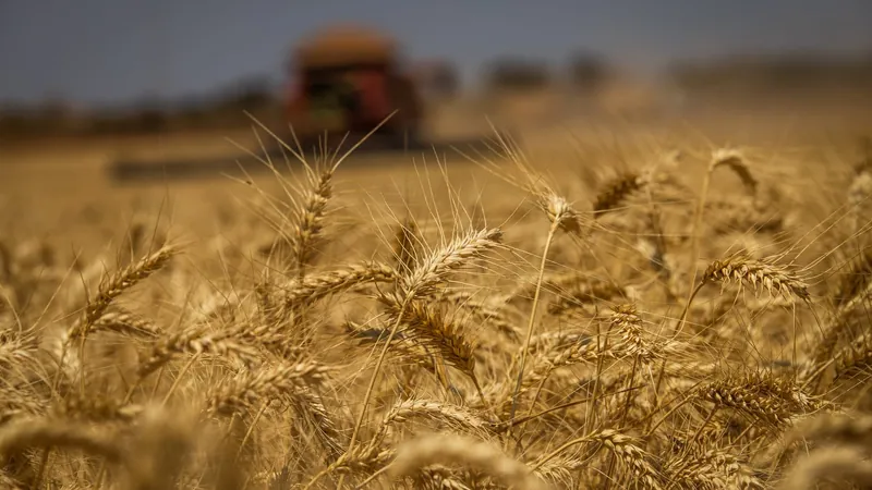 Produção de trigo no Brasil deve atingir 11 milhões de toneladas