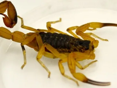 Prefeitura de Búzios realiza ações rotineiras de catação de escorpiões