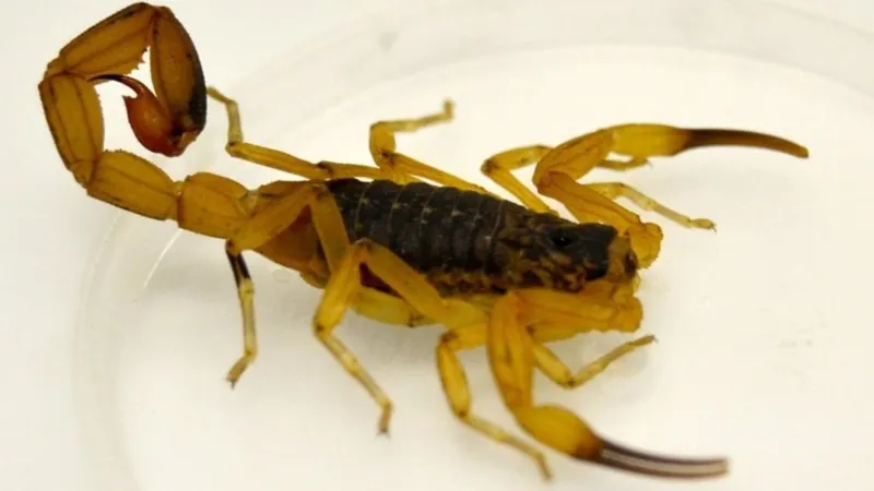 Escorpião amarelo ataca mais no verão