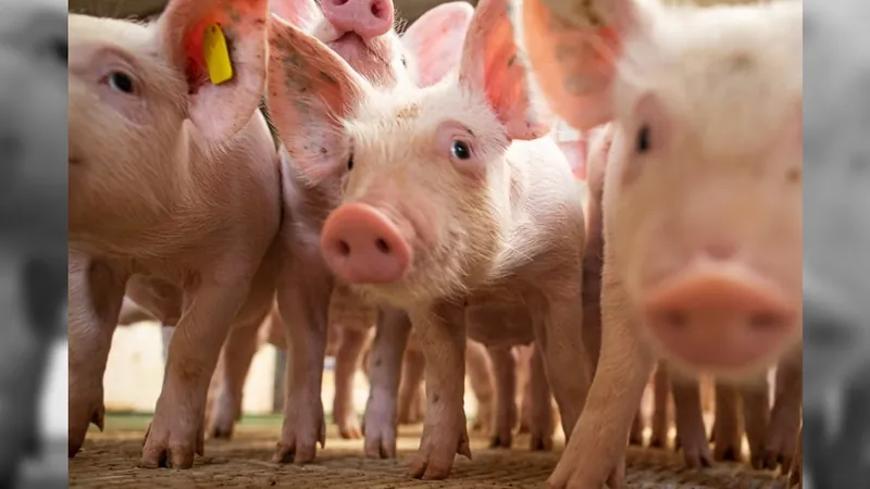 Brasil vende 89,2 mil toneladas de carne de porco a outros países em 30 dias