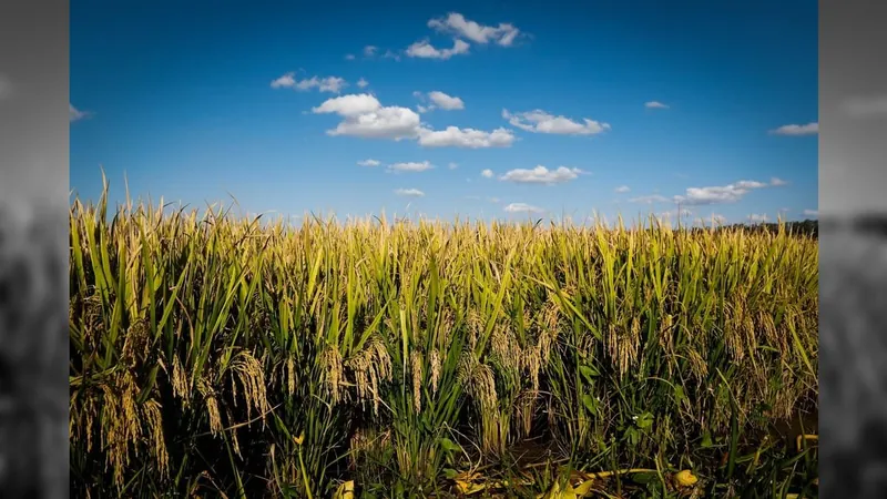 Colheita do arroz ultrapassa 50% da área no Rio Grande do Sul