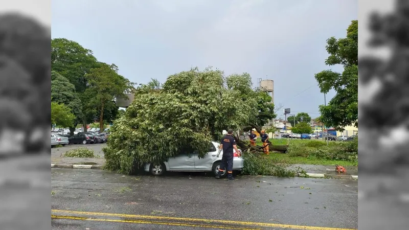 Pindamonhangaba registra 25 quedas de árvores após tempestade