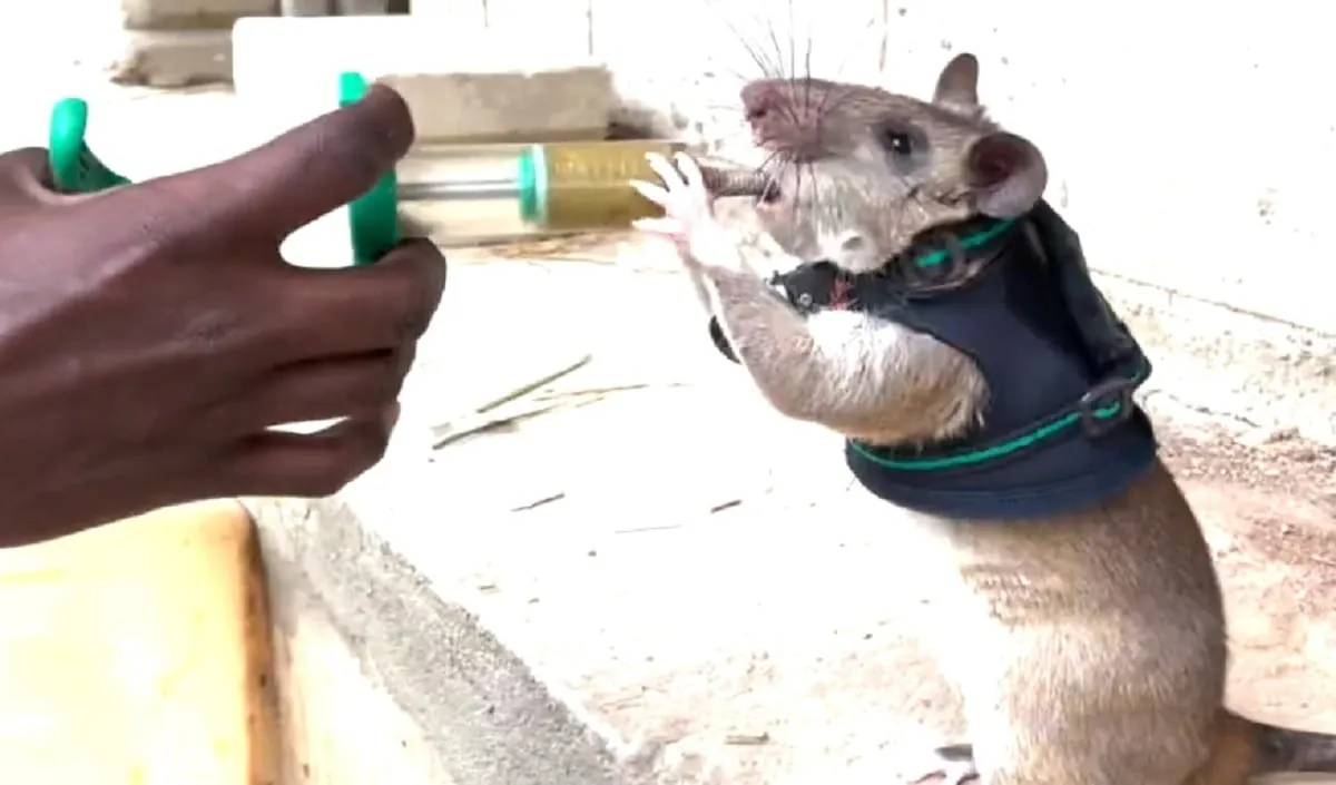 G1 - Ratos gigantes são treinados para encontrar explosivos no