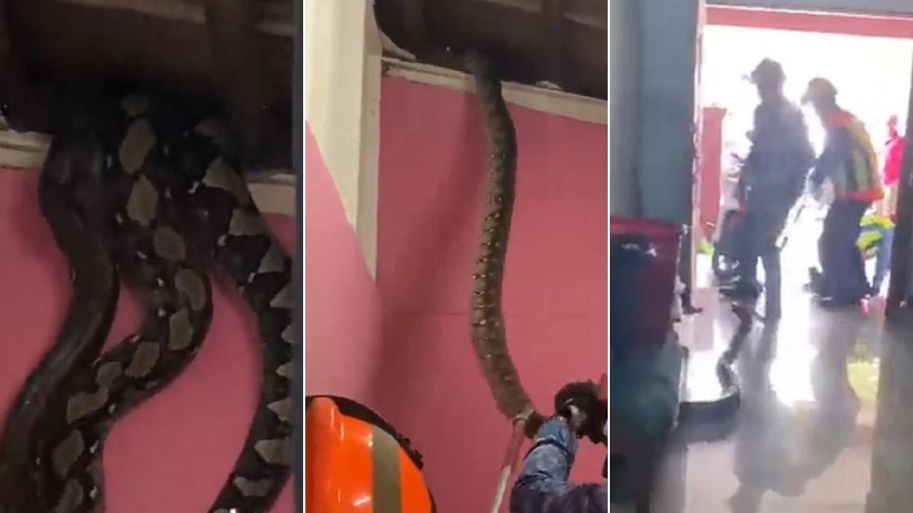 Empresa retira 45 cobras que viviam debaixo de casa no Texas - 22
