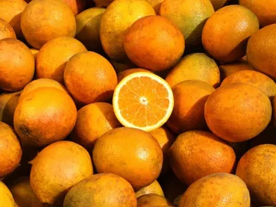 Clima e pragas fazem a produção de laranja despencar no Brasil