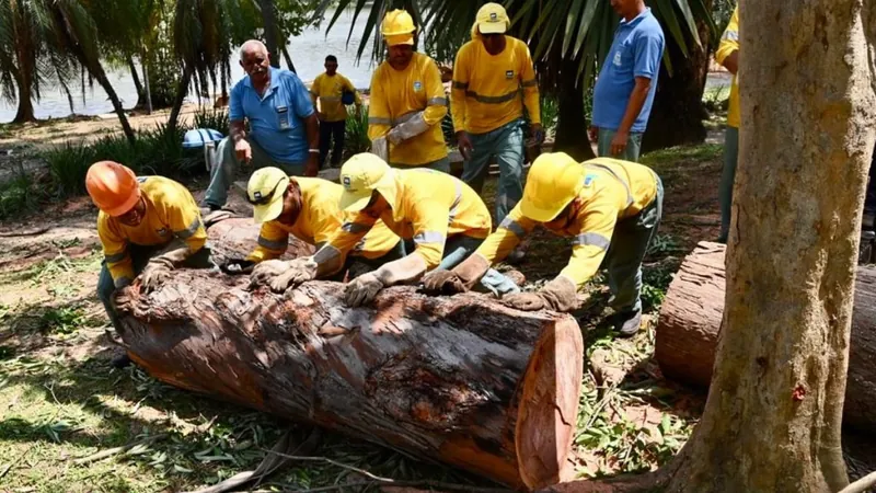 MPSP entra com ação para impedir poda indiscriminada de árvores em Campinas