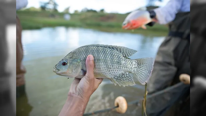 Tilápia solta pum? Cientistas começam a medir a emissão de metano por peixes