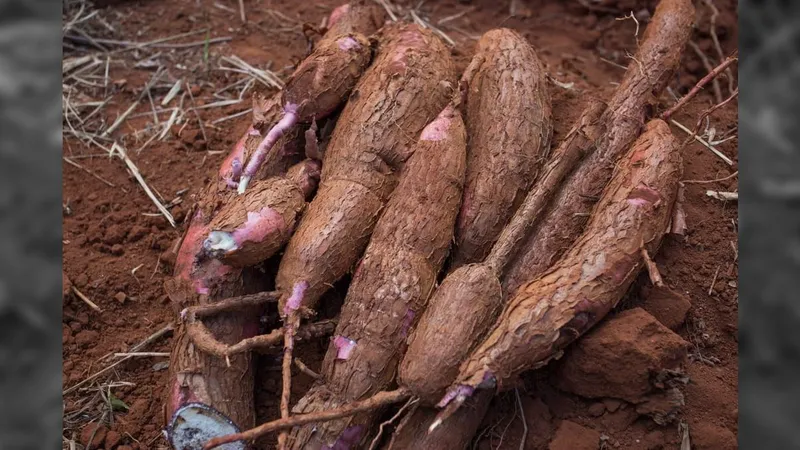 Vassoura de bruxa da mandioca: praga inédita é confirmada no Brasil