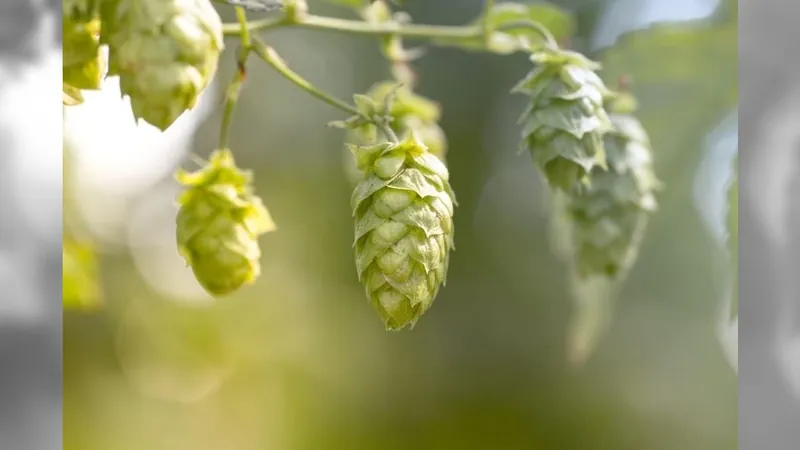 Cerveja brasileira pode ficar mais barata com bactérias e fungos