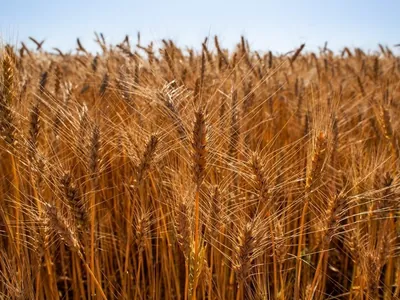 Lavouras de trigo podem ser afetadas pelo calor no inverno