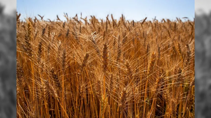 Lavouras de trigo podem ser afetadas pelo calor no inverno