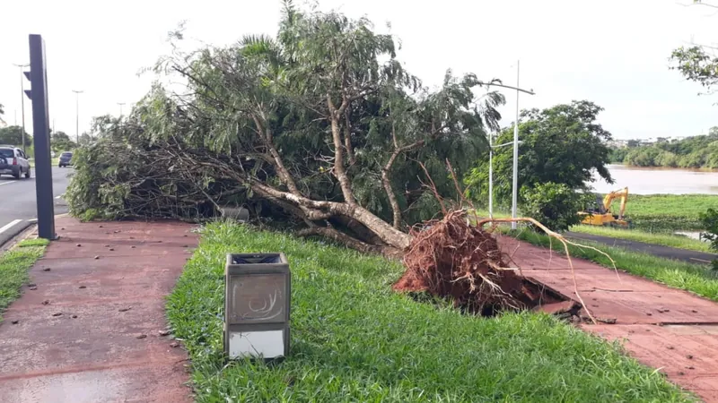 Manutenção das árvores pode evitar quedas