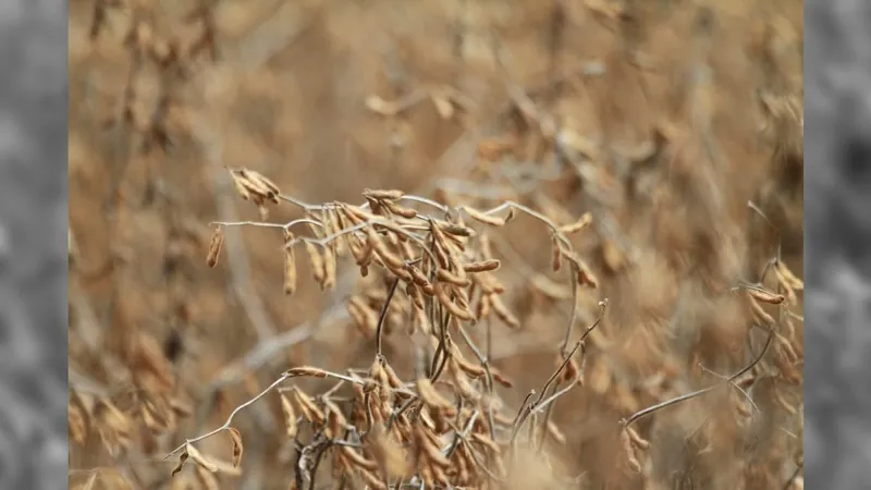 Zoneamento agrícola de risco climático para a soja é atualizado no Brasil