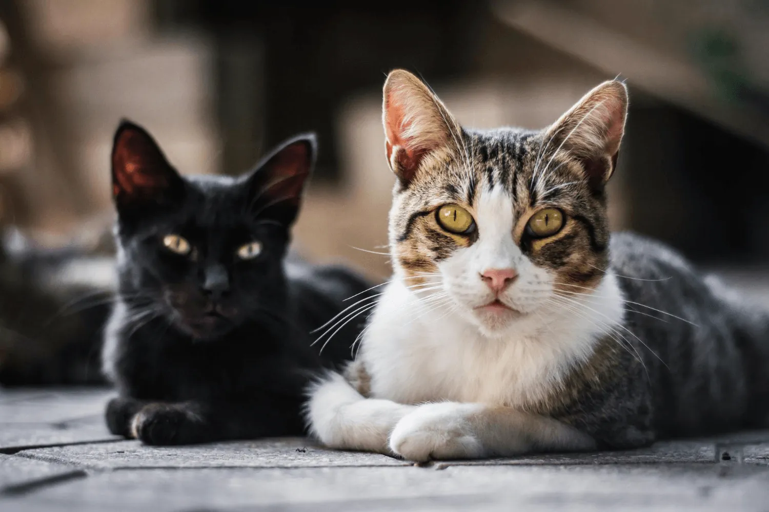 Dia Mundial do Gato: vídeo revela mitos sobre os bichanos