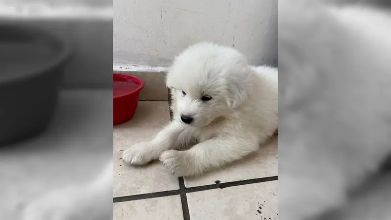 Polícia encontra cão que foi roubado em Sorocaba