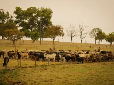 Indea confirma caso de raiva bovina em propriedade rural de Mato Grosso