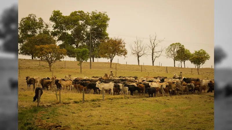 Indea confirma caso de raiva bovina em propriedade rural de Mato Grosso