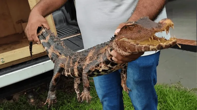 Jacaré é encontrado em praia às margens do Rio Paraná em Presidente Epitácio