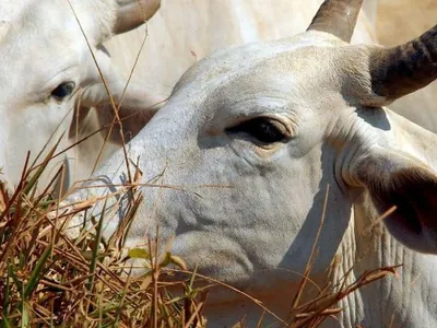 Ministério da Agricultura confirma que caso de 'vaca louca' no Pará é atípico