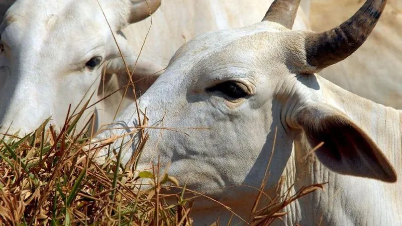 Ministério da Agricultura confirma que caso de 'vaca louca' no Pará é atípico