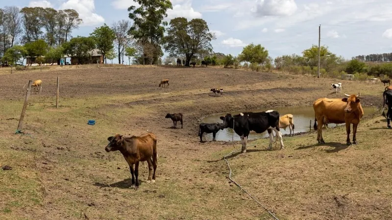 Governo vai liberar recursos para reduzir efeitos da seca no RS