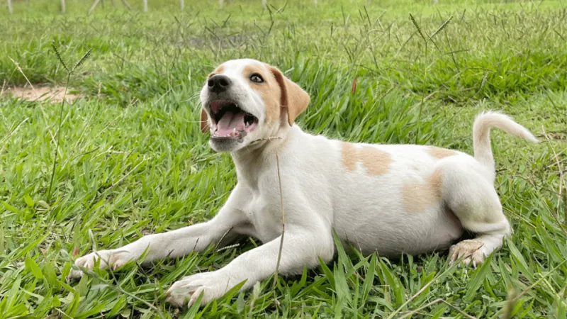 Feira de Adoção de Cães e Gatos ocorre neste sábado (11) em Caraguatatuba