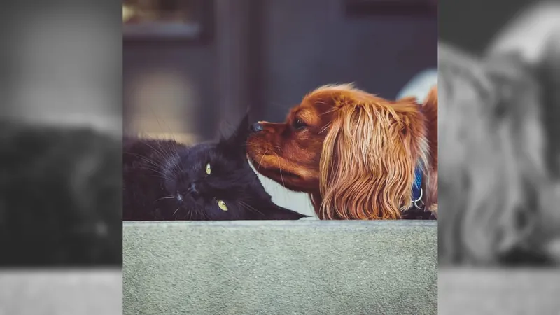 Prefeitura de BH vai abrir agenda para castração gratuita de cães e gatos