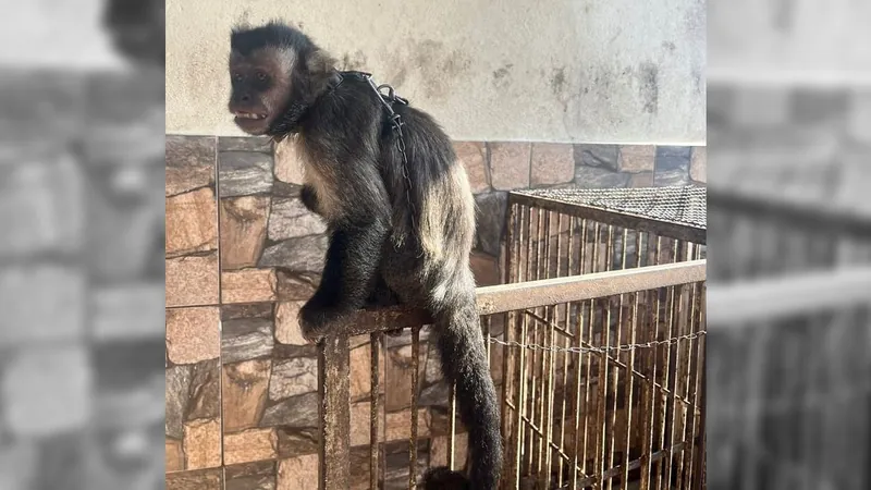 Macaco prego é resgatado pela Polícia Civil em Juiz de Fora