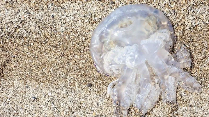 Saiba quais são as causas do aumento de águas-vivas nas praias do Rio