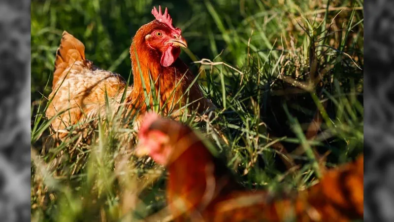 Gripe aviária é confirmada em humanos no Camboja