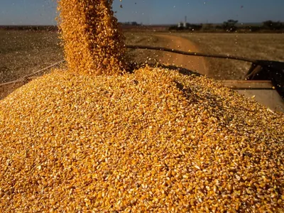 Preços do milho caem no Brasil diante da oferta de verão