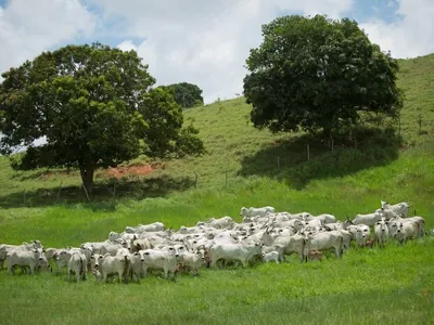 Mais de 90% do desmatamento da Amazônia é para abertura de pastagem, aponta MapBiomas