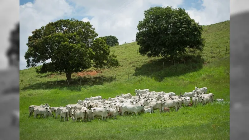 Governo do México aprova abertura para importação de carne bovina brasileira